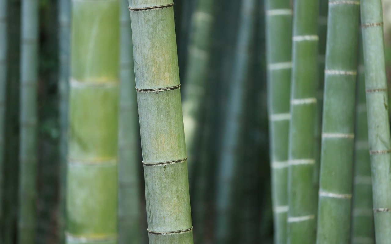 Jak rychle roste bambus?